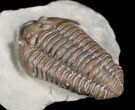 Super Inflated Flexicalymene Trilobite #5609-2